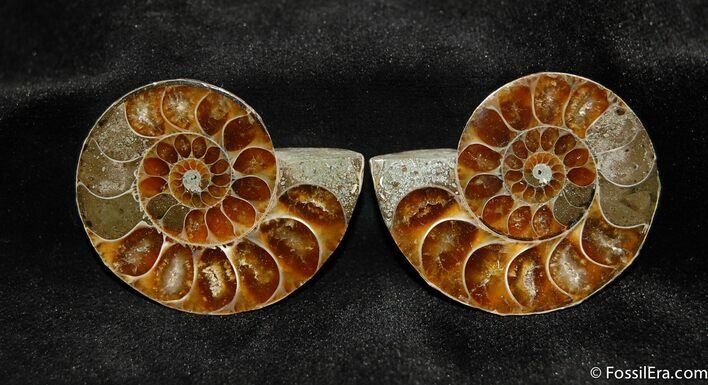 Small Desmoceras Ammonite Pair #509